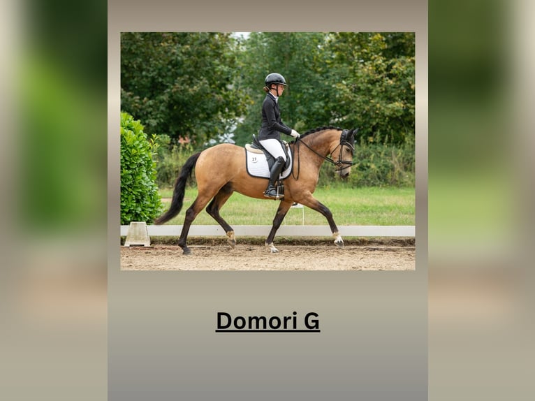 Duitse rijpony Hengst 4 Jaar 148 cm Buckskin in Lippetal