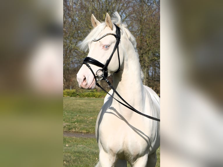 Duitse rijpony Hengst 4 Jaar 148 cm Cremello in Rehburg-Loccum M&#xFC;nchehagen