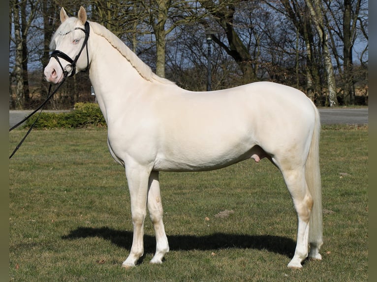 Duitse rijpony Hengst 4 Jaar 148 cm Cremello in Rehburg-Loccum M&#xFC;nchehagen