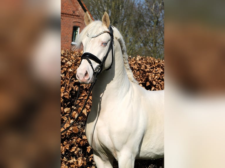 Duitse rijpony Hengst 4 Jaar 148 cm Cremello in Rehburg-Loccum M&#xFC;nchehagen