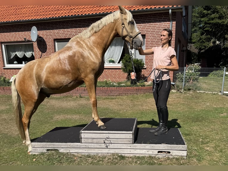 Duitse rijpony Hengst 4 Jaar 148 cm Palomino in Berge