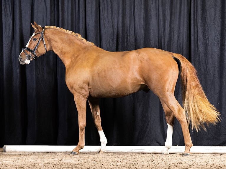 Duitse rijpony Hengst 4 Jaar 148 cm Vos in Springe