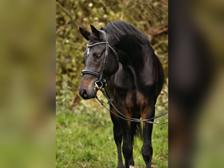 Duitse rijpony Hengst 4 Jaar 148 cm Zwartbruin in Neustadt Dosse