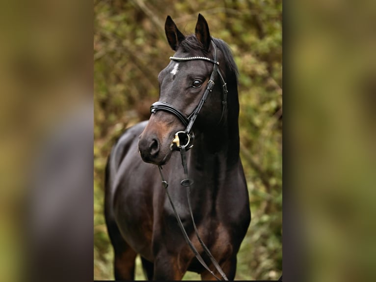 Duitse rijpony Hengst 4 Jaar 148 cm Zwartbruin in Neustadt Dosse