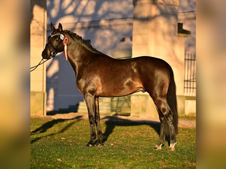 Duitse rijpony Hengst 4 Jaar 148 cm Zwartbruin in Neustadt Dosse