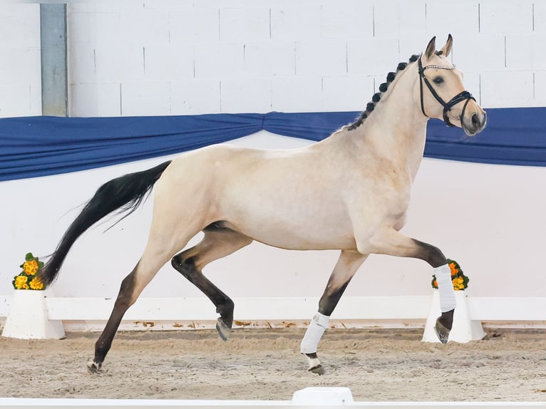Duitse rijpony Hengst 4 Jaar 151 cm Falbe in Marsberg