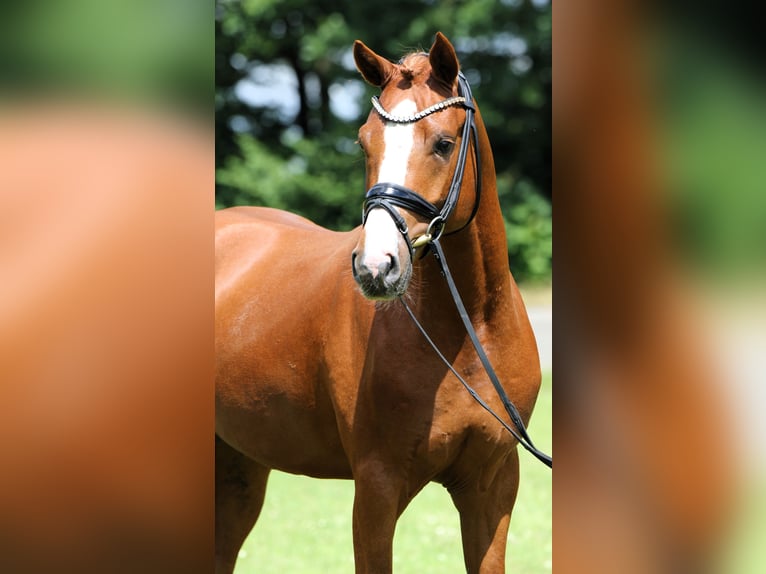 Duitse rijpony Hengst 4 Jaar 152 cm Vos in Rehburg-Loccum