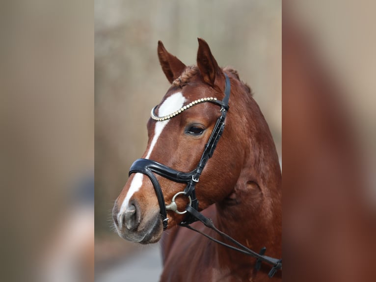 Duitse rijpony Hengst 4 Jaar Donkere-vos in Kiel