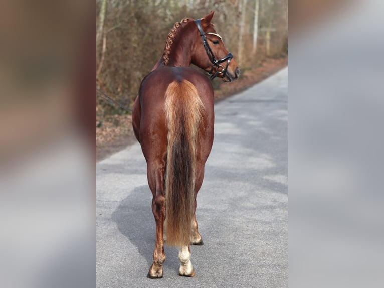 Duitse rijpony Hengst 4 Jaar Donkere-vos in Kiel