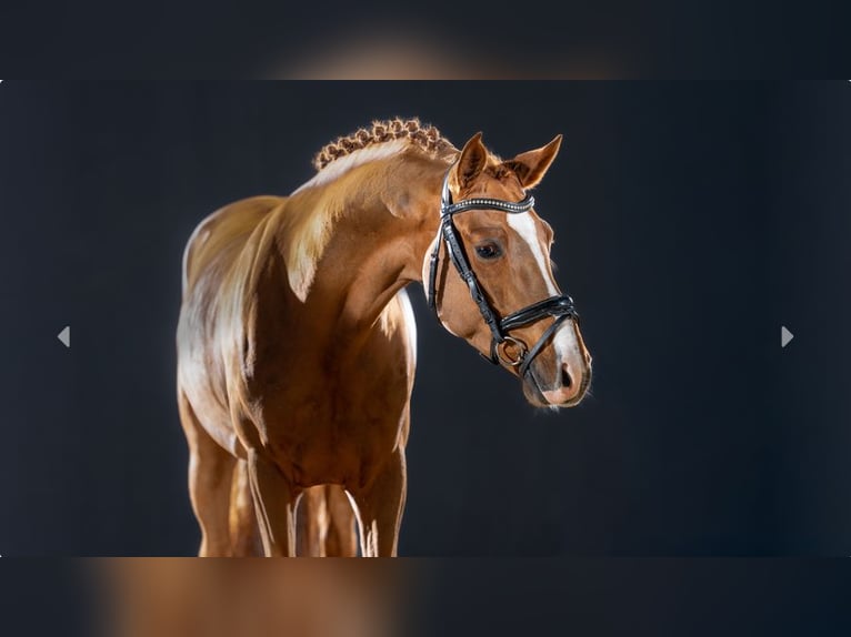 Duitse rijpony Hengst 4 Jaar Vos in Mönchengladbach