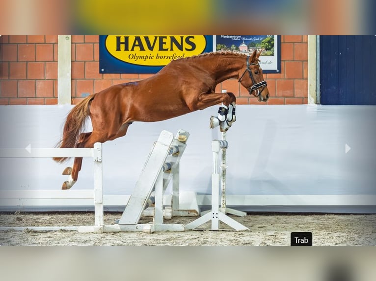 Duitse rijpony Hengst 4 Jaar Vos in Mönchengladbach