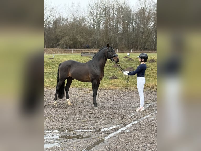 Duitse rijpony Hengst 5 Jaar 144 cm Donkerbruin in Stockholm