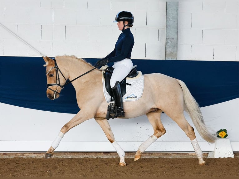 Duitse rijpony Hengst 5 Jaar 144 cm Palomino in Marsberg