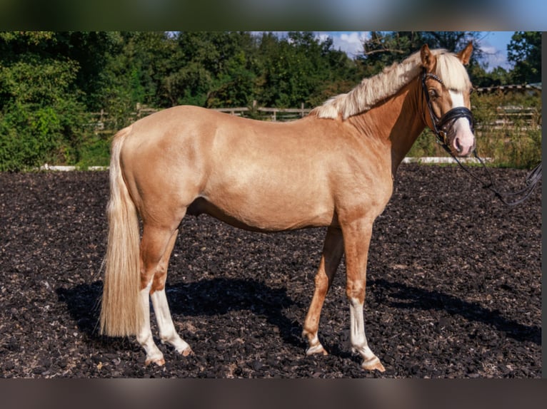 Duitse rijpony Hengst 5 Jaar 145 cm Palomino in Teltow