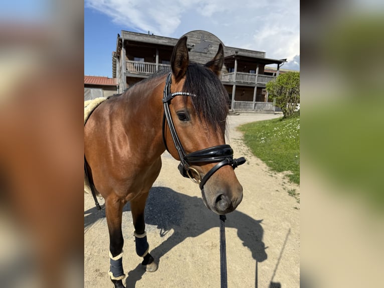 Duitse rijpony Hengst 5 Jaar 146 cm Bruin in Feldkirch