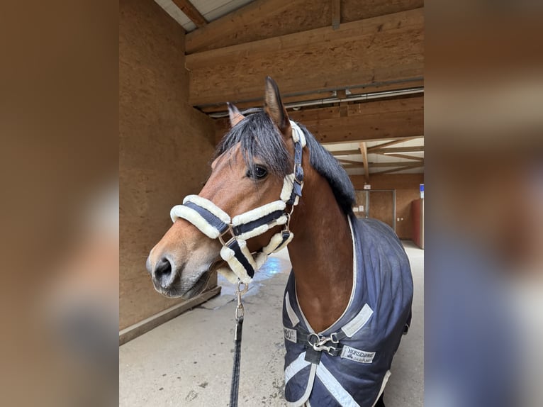 Duitse rijpony Hengst 5 Jaar 146 cm Bruin in Feldkirch