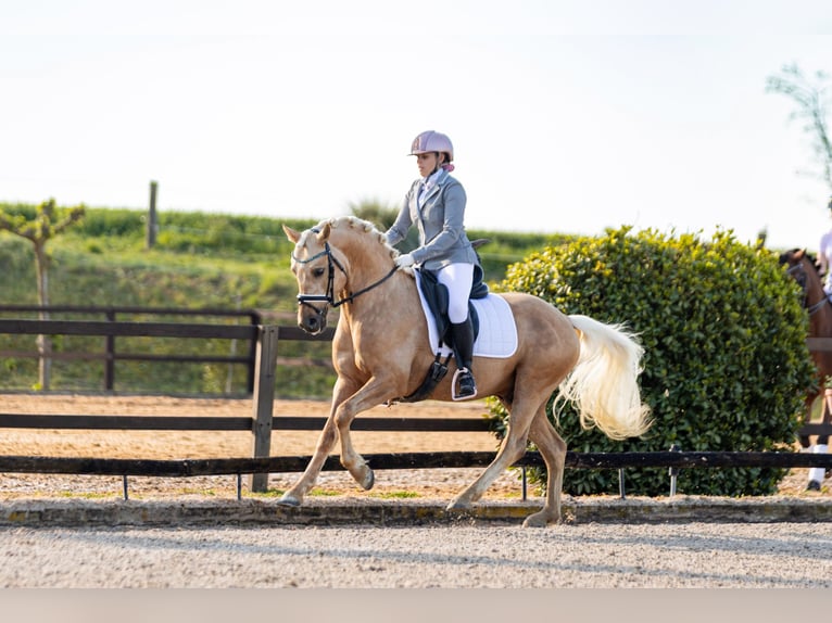 Duitse rijpony Hengst 5 Jaar 146 cm Palomino in Cornellà del Terri