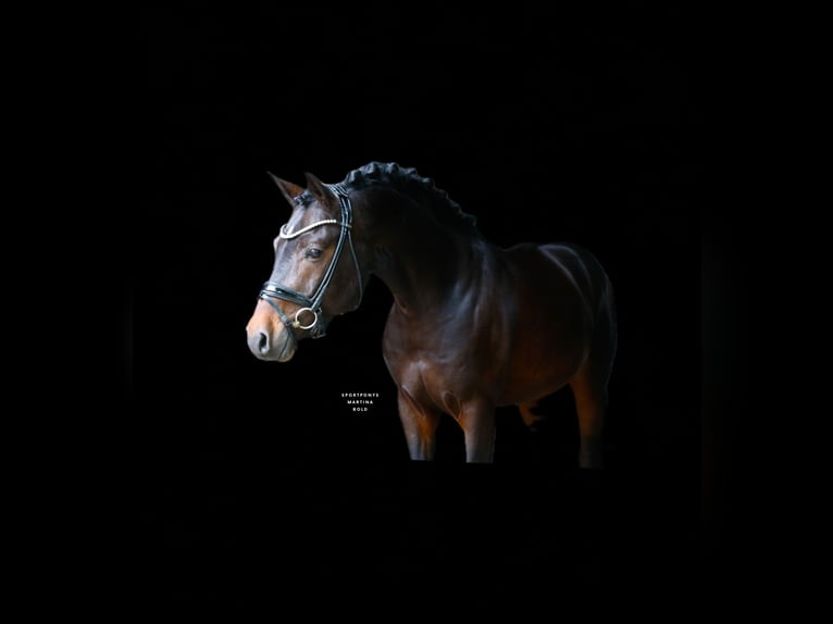 Duitse rijpony Hengst 5 Jaar 147 cm Donkerbruin in Recke, bei Osnabrück