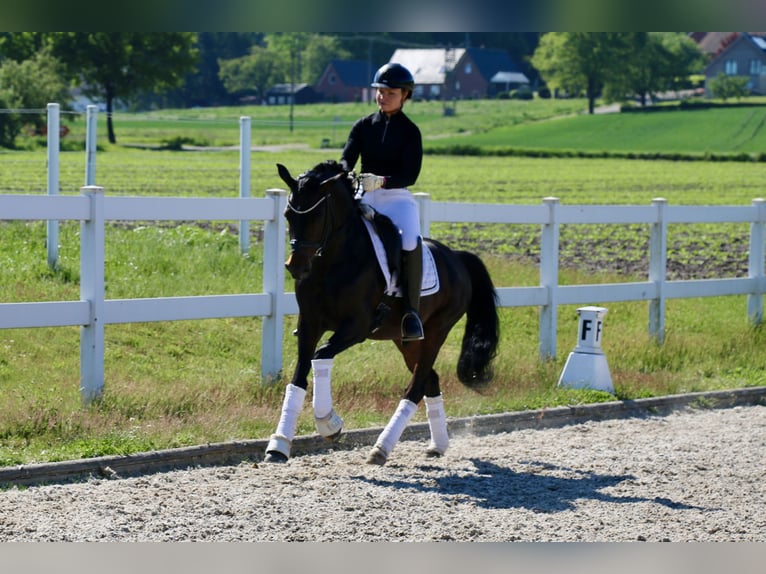 Duitse rijpony Hengst 5 Jaar 147 cm Donkerbruin in Recke, bei Osnabrück