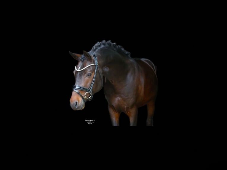 Duitse rijpony Hengst 5 Jaar 147 cm Donkerbruin in Recke, bei Osnabrück
