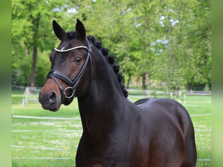 Duitse rijpony Hengst 5 Jaar 147 cm Donkerbruin in Recke, bei Osnabrück