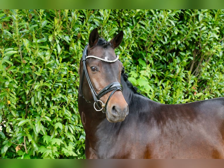 Duitse rijpony Hengst 5 Jaar 147 cm Donkerbruin in Recke, bei Osnabrück