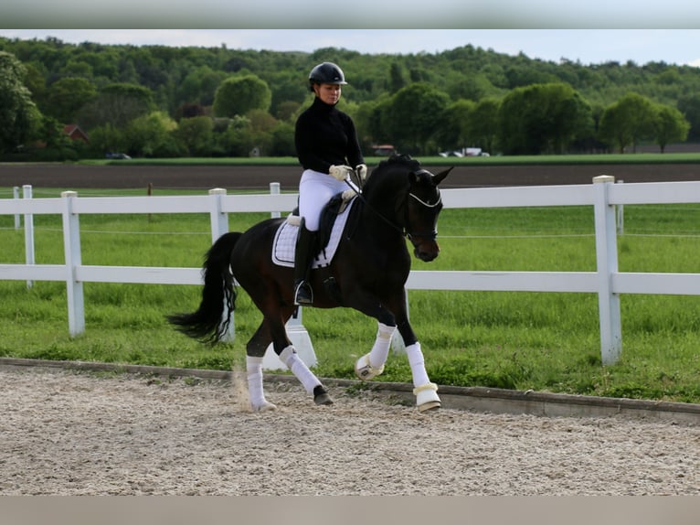 Duitse rijpony Hengst 5 Jaar 147 cm Donkerbruin in Recke, bei Osnabrück
