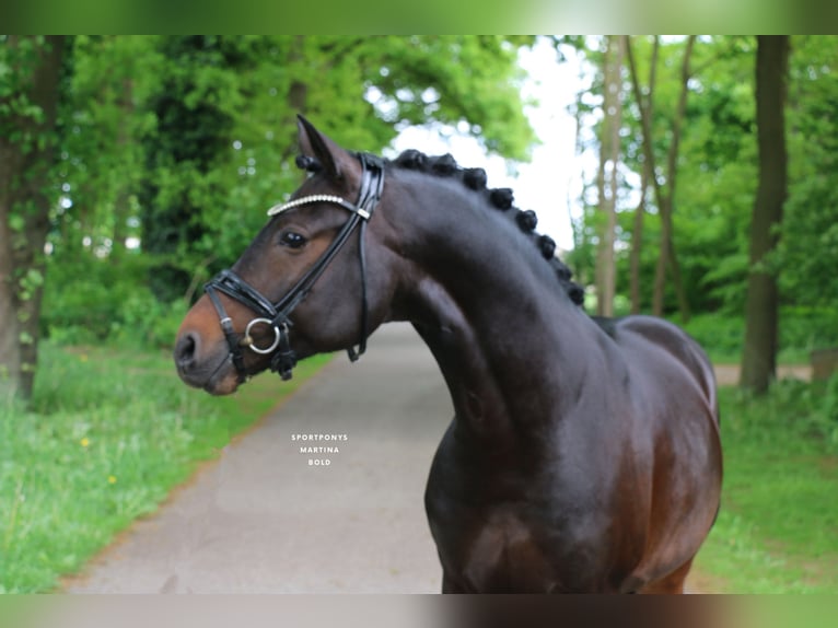 Duitse rijpony Hengst 5 Jaar 147 cm Donkerbruin in Recke, bei Osnabrück
