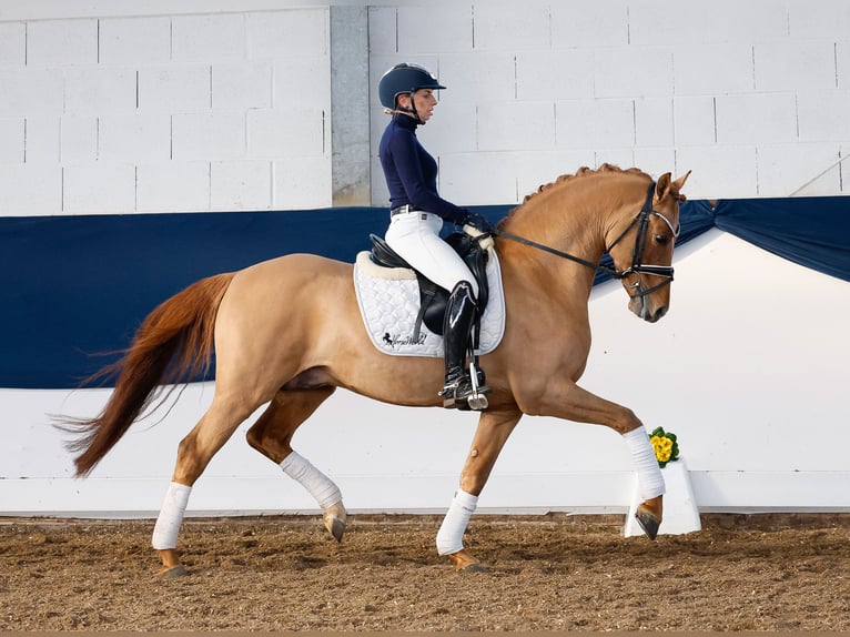 Duitse rijpony Hengst 5 Jaar 147 cm Falbe in Marsberg