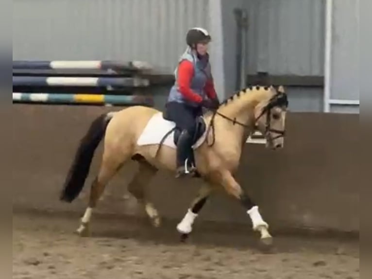 Duitse rijpony Hengst 5 Jaar 147 cm Falbe in S&#xFC;derl&#xFC;gum