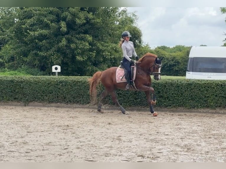 Duitse rijpony Hengst 5 Jaar 148 cm Vos in Achim