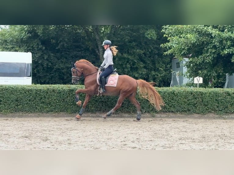 Duitse rijpony Hengst 5 Jaar 148 cm Vos in Achim