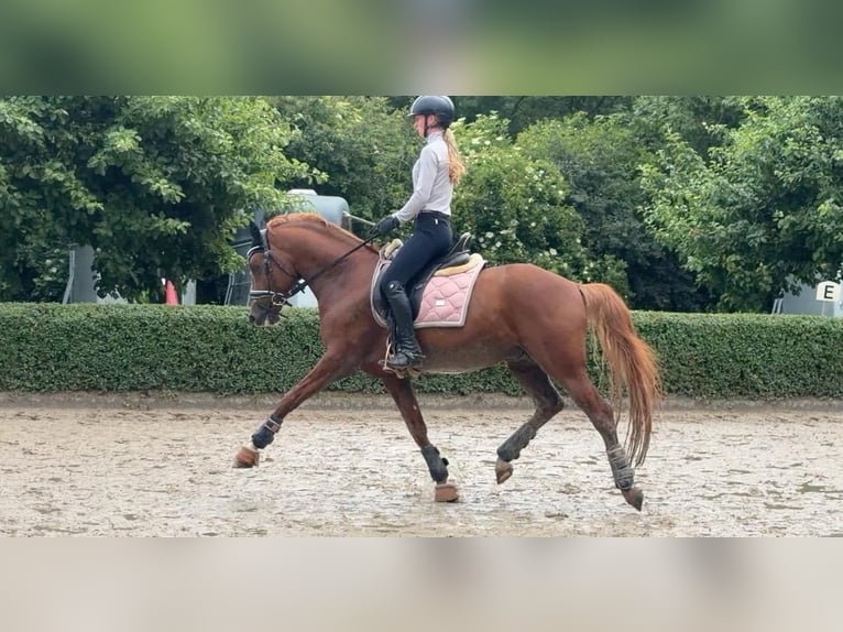 Duitse rijpony Hengst 5 Jaar 148 cm Vos in Achim