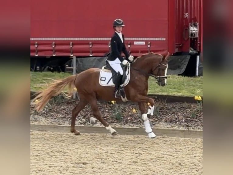 Duitse rijpony Hengst 5 Jaar 148 cm Vos in Achim
