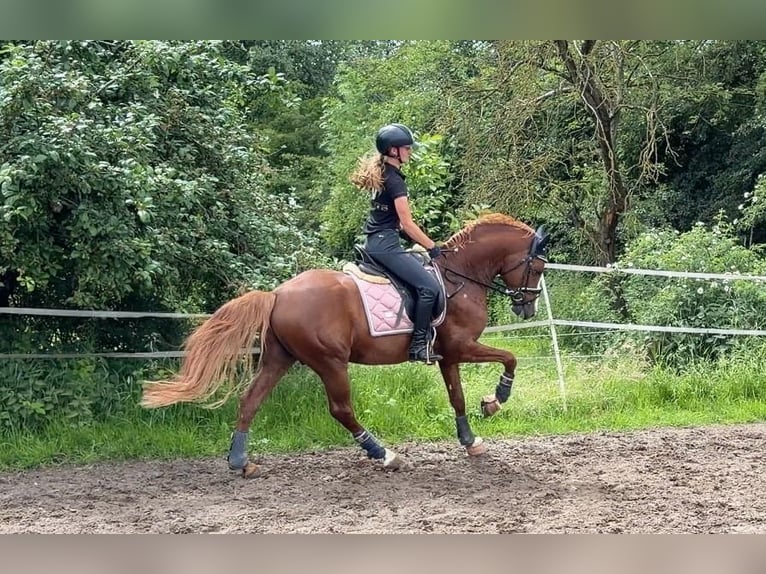 Duitse rijpony Hengst 5 Jaar 148 cm Vos in Achim