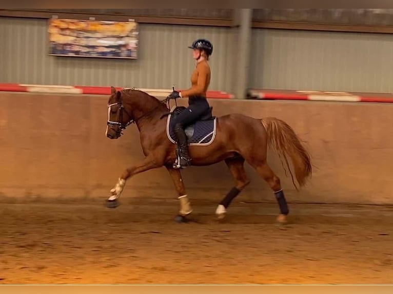 Duitse rijpony Hengst 5 Jaar 148 cm Vos in Achim
