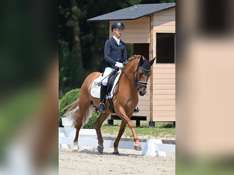 Duitse rijpony Hengst 5 Jaar 150 cm Falbe in Vettweiß