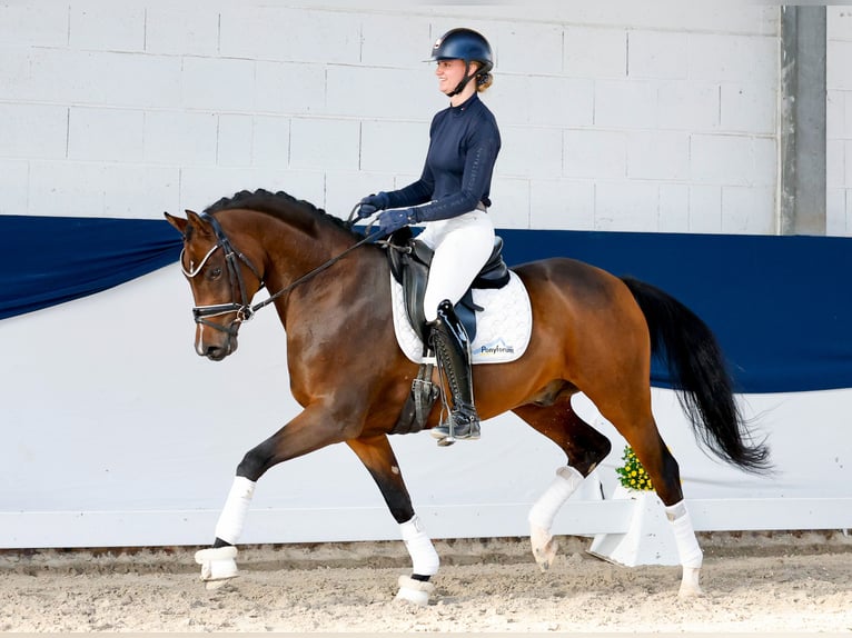 Duitse rijpony Hengst 5 Jaar 154 cm Bruin in Marsberg