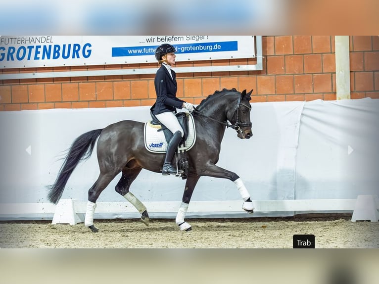Duitse rijpony Hengst 5 Jaar Donkerbruin in Mönchengladbach