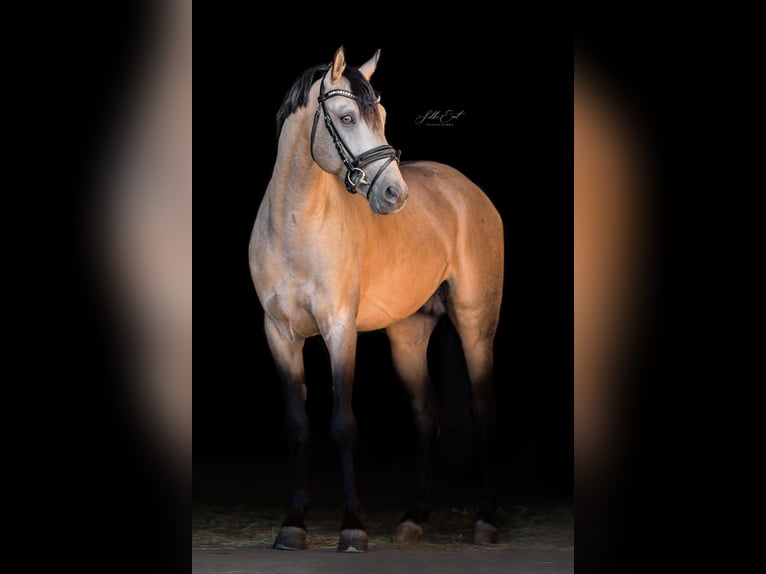 Duitse rijpony Hengst 6 Jaar 145 cm Buckskin in Eppingen