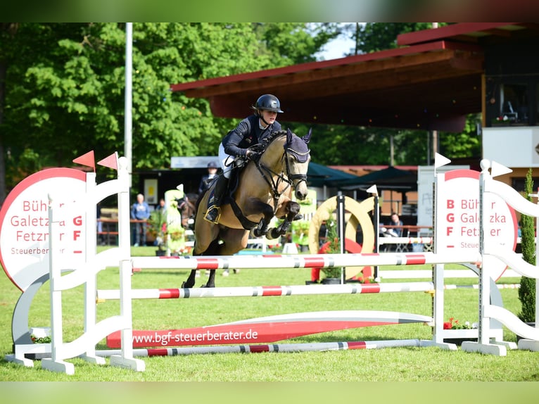 Duitse rijpony Hengst 6 Jaar 145 cm Buckskin in Eppingen