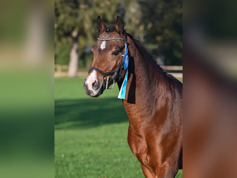 Duitse rijpony Hengst 6 Jaar 147 cm Bruin in Gersthofen