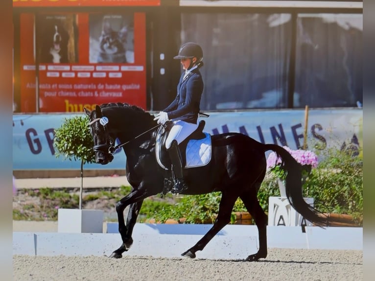 Duitse rijpony Hengst 6 Jaar 147 cm Zwart in SAINT GENIES