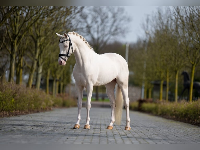 Duitse rijpony Hengst 6 Jaar 148 cm Cremello in Neeritter