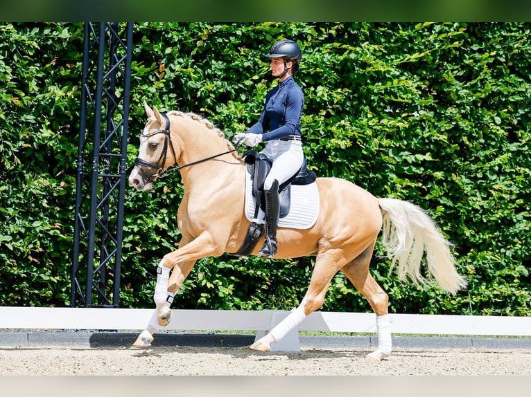 Duitse rijpony Hengst 6 Jaar 148 cm Palomino in Marsberg