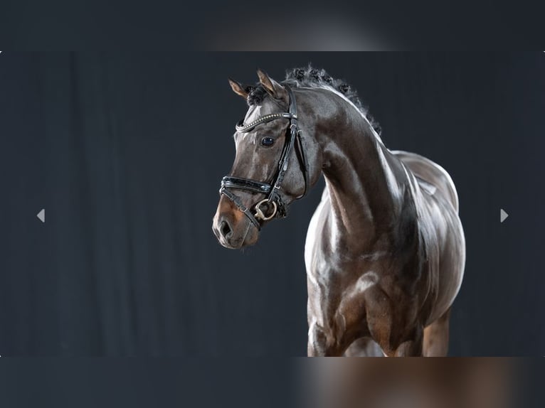 Duitse rijpony Hengst 6 Jaar Donkerbruin in Mönchengladbach