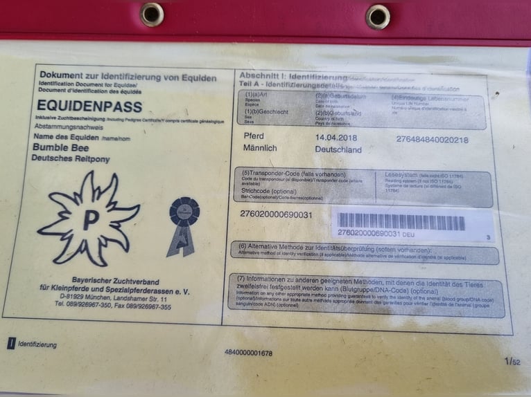 Duitse rijpony Hengst 7 Jaar 146 cm Bruin in Gersthofen