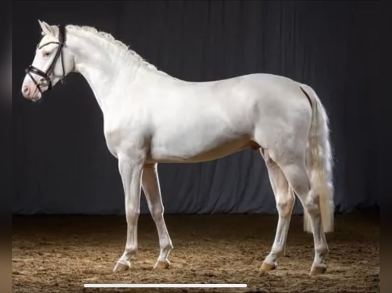 Duitse rijpony Hengst 7 Jaar 147 cm Cremello in Beaxem