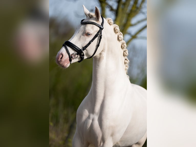 Duitse rijpony Hengst 7 Jaar 147 cm Cremello in Beaxem