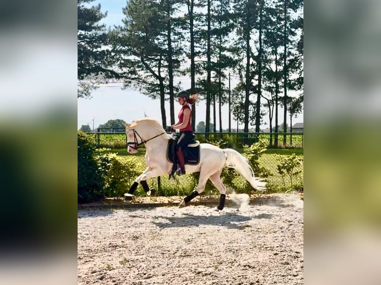 Duitse rijpony Hengst 7 Jaar 147 cm Cremello in Beaxem